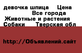 девочка шпица  › Цена ­ 40 000 - Все города Животные и растения » Собаки   . Тверская обл.